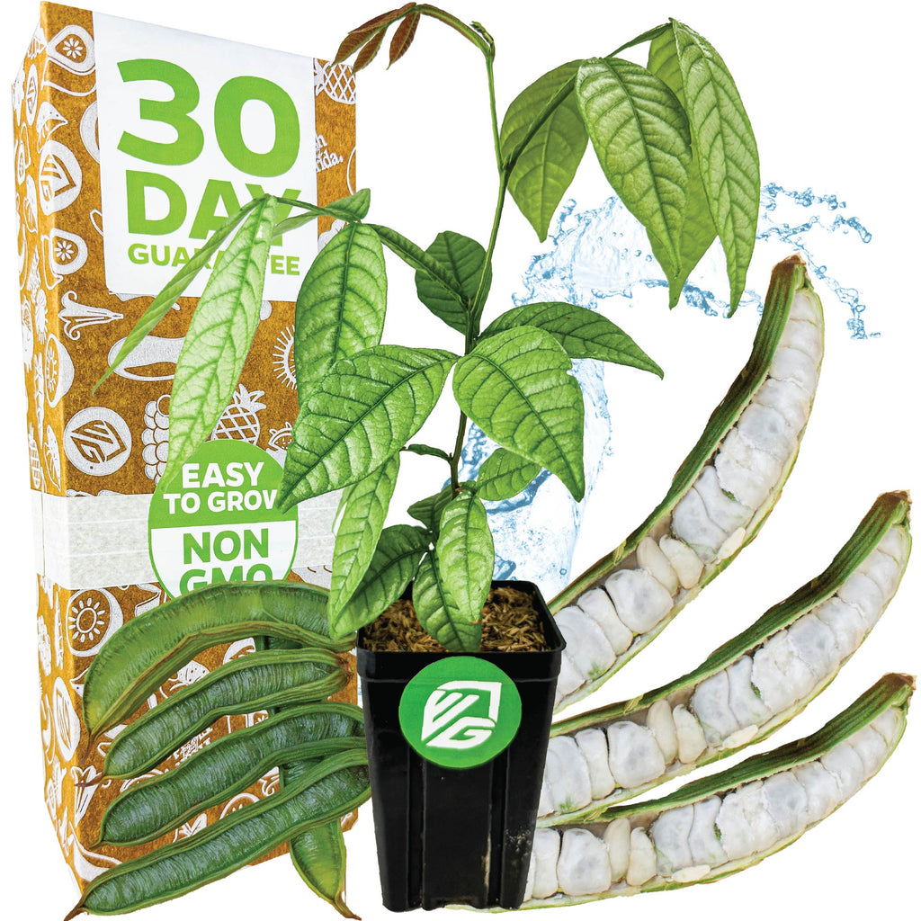 Ice Cream Bean - Inga edulis