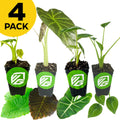 A Wellspring Gardens bundle of four indoor Alocasia plants—California, Frydek, Regal Shields, and Tiny Dancer—is showcased in black pots with green labels beneath a yellow "4 PACK" sign; two elephant ear leaves are pictured below for reference.