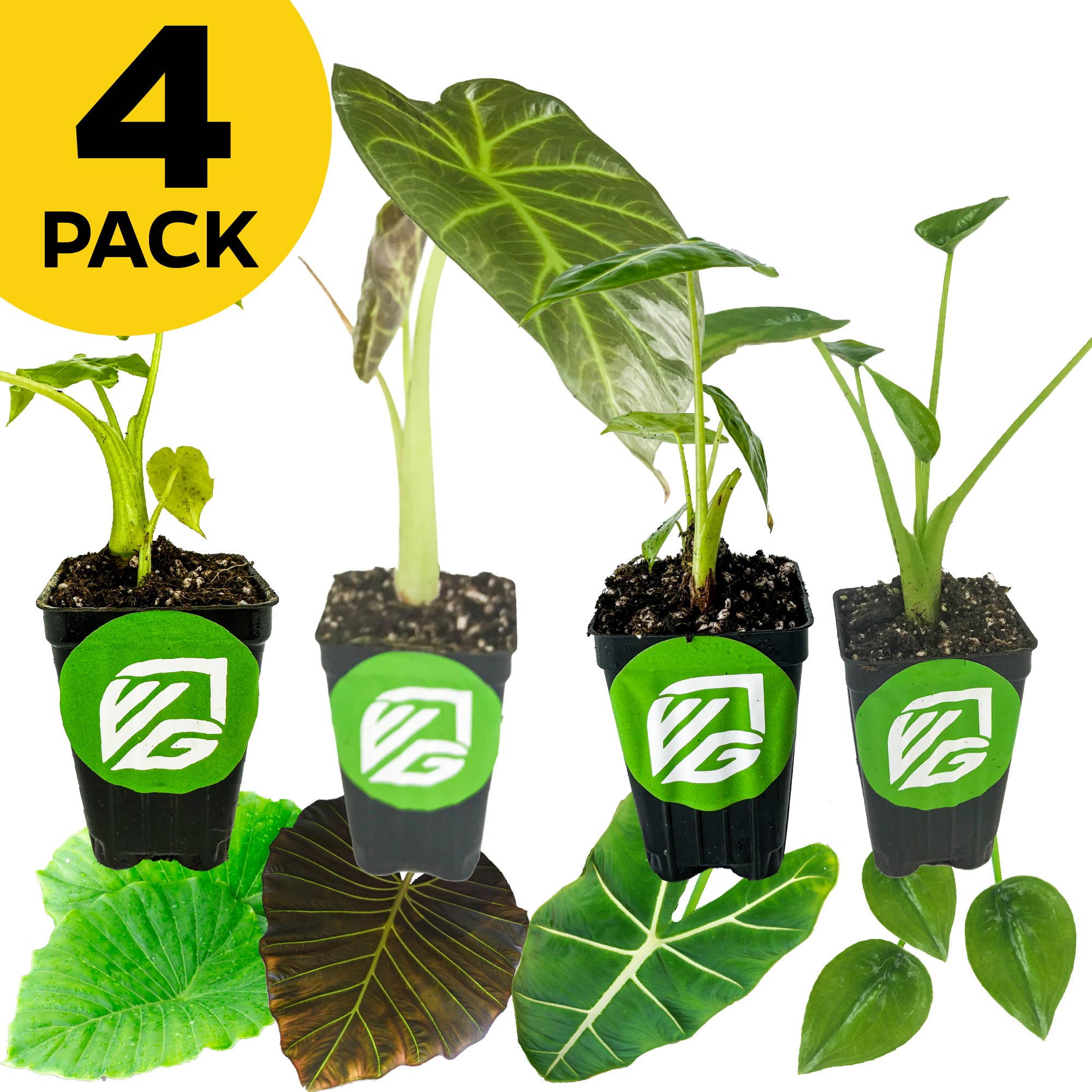 A Wellspring Gardens bundle of four indoor Alocasia plants—California, Frydek, Regal Shields, and Tiny Dancer—is showcased in black pots with green labels beneath a yellow "4 PACK" sign; two elephant ear leaves are pictured below for reference.