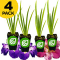 Four small Wellspring Gardens potted Louisiana Irises—2 Purple and 2 Peaches & Wine—are arranged in a row atop colorful iris blooms, with a yellow "4 PACK" circle in the corner.