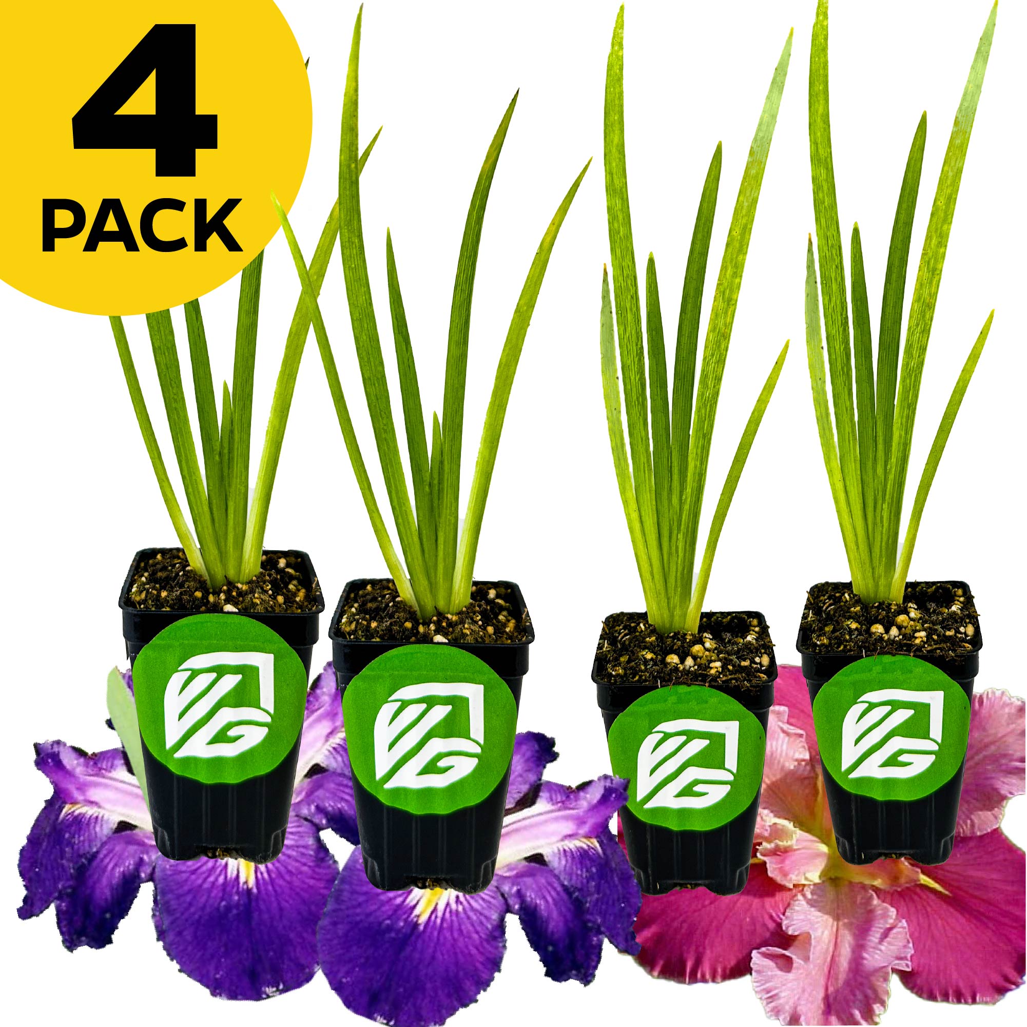 Four small Wellspring Gardens potted Louisiana Irises—2 Purple and 2 Peaches & Wine—are arranged in a row atop colorful iris blooms, with a yellow "4 PACK" circle in the corner.