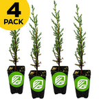 Four Wellspring Gardens Italian Cypress Trees (Cupressus sempervirens) in black pots with green labels are lined up. A yellow "4 PACK" label appears at the top left. Ideal as a privacy screen, these evergreens stand out on a white background.