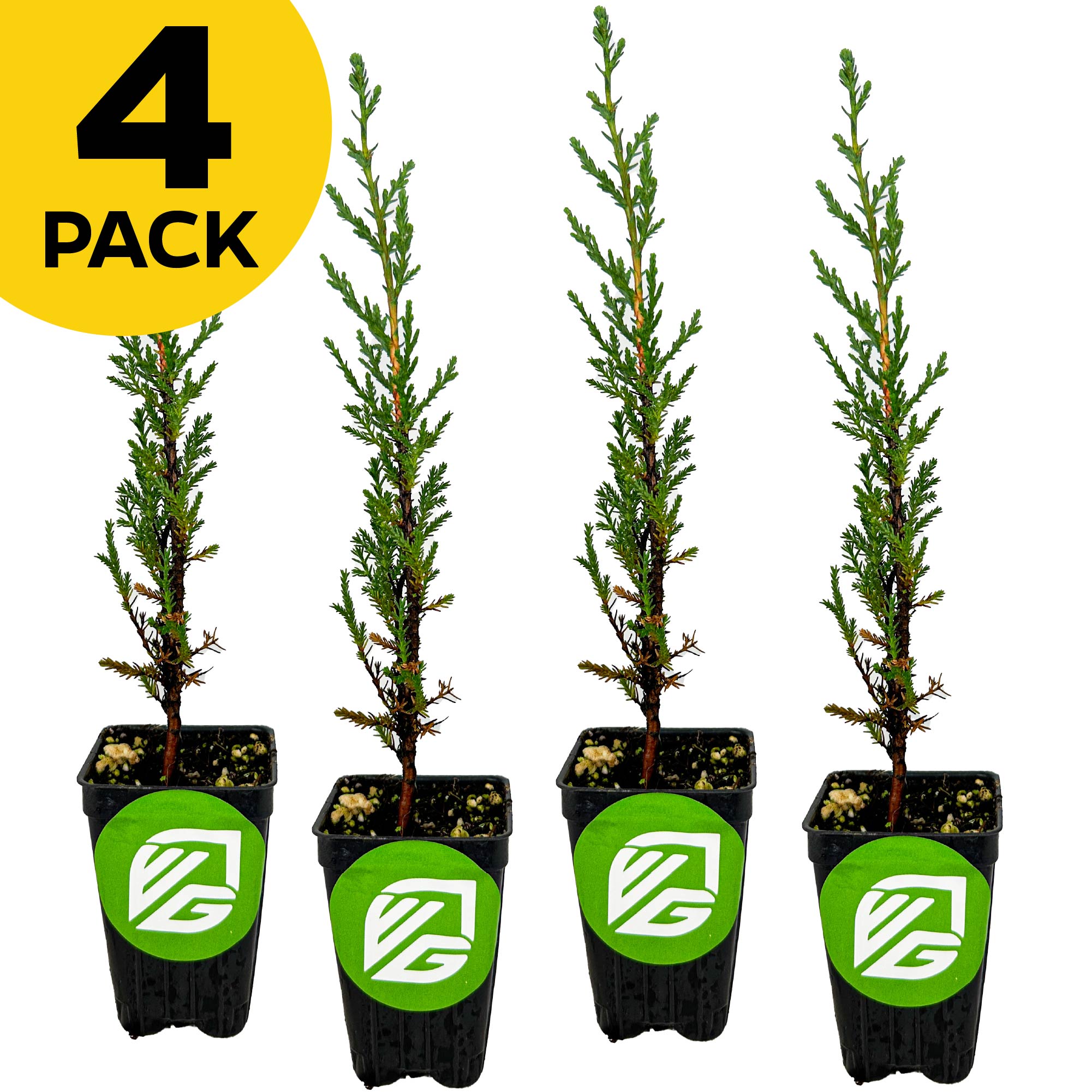 Four Wellspring Gardens Italian Cypress Trees (Cupressus sempervirens) in black pots with green labels are lined up. A yellow "4 PACK" label appears at the top left. Ideal as a privacy screen, these evergreens stand out on a white background.