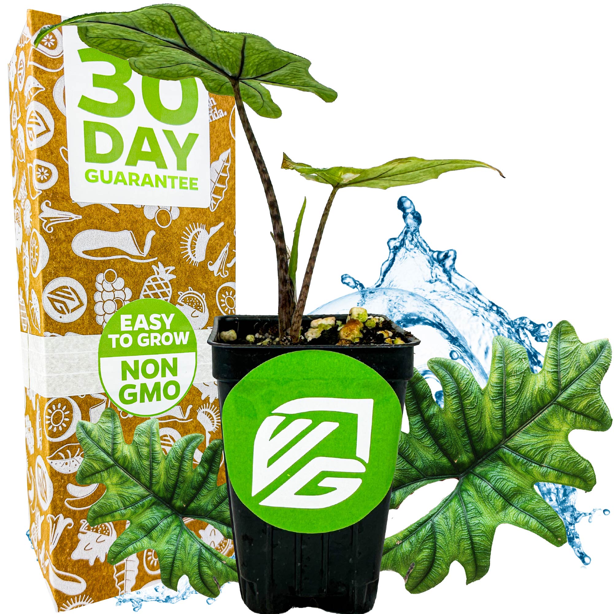A potted Alocasia Jacklyn (Alocasia tandurusa) from Wellspring Gardens stands before its box labeled “30 Day Guarantee” and “Easy to Grow Non-GMO,” with illustrated water splashes and extra leaves for visual effect.