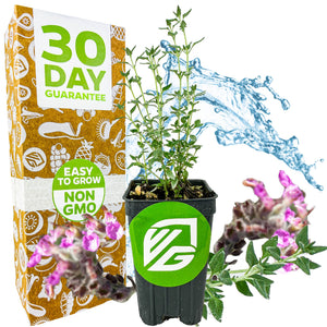 Kitty Crack (Cat Thyme) - Teucrium marum