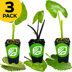 A Wellspring Gardens Bundle of 3 Large Upright Alocasias (Black Stem, Borneo Giant, Calidora), each in a black pot with a green logo, is displayed on broad leaves. A yellow circle in the corner says "3 PACK" in bold black text.