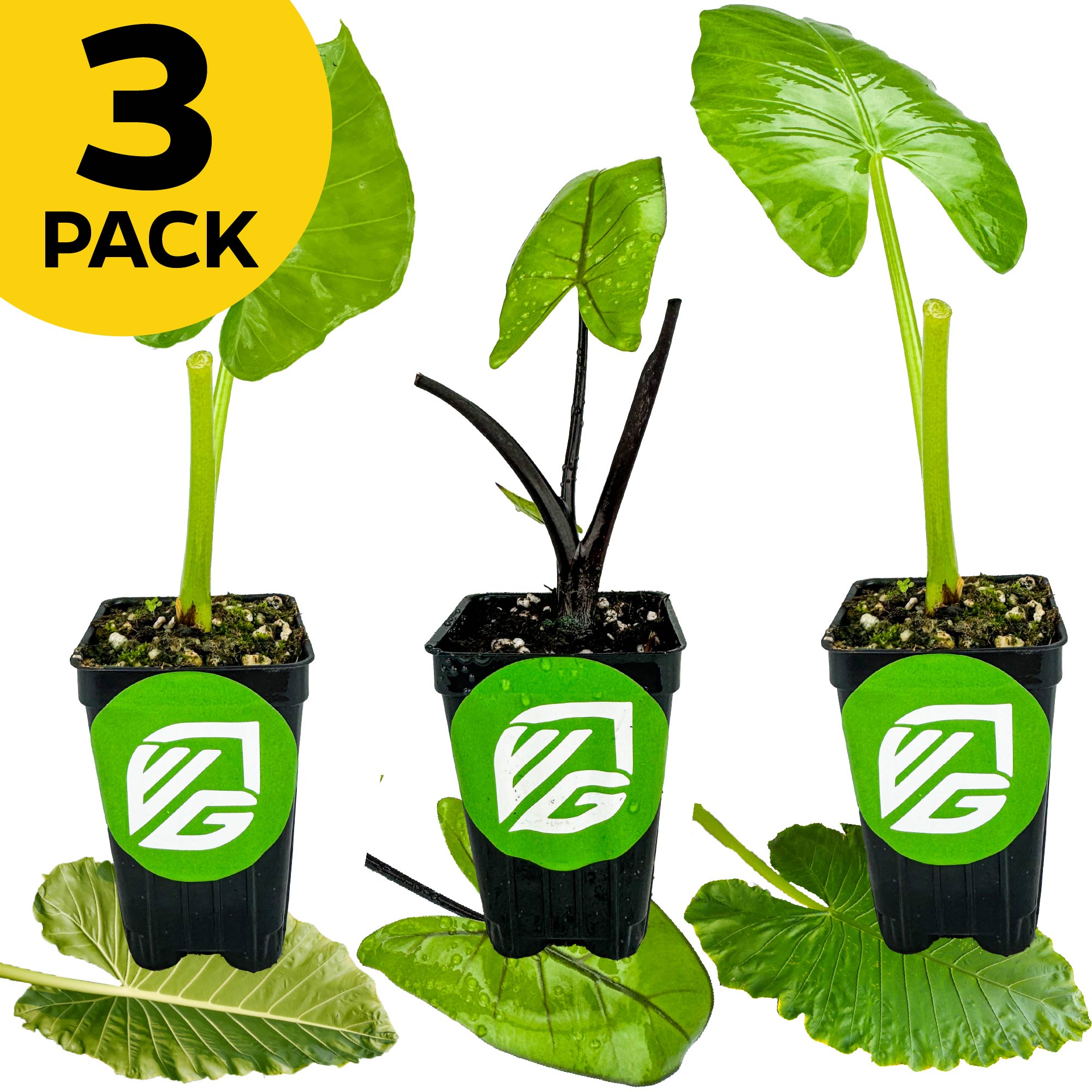 A Wellspring Gardens Bundle of 3 Large Upright Alocasias (Black Stem, Borneo Giant, Calidora), each in a black pot with a green logo, is displayed on broad leaves. A yellow circle in the corner says "3 PACK" in bold black text.