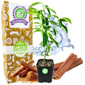 Cinnamon Tree - Cinnamomum zeylanicum