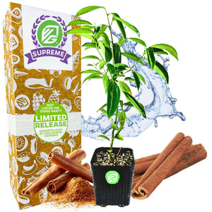 Cinnamon Tree - Cinnamomum zeylanicum