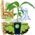 Matoke Banana (East African Highland Matooke) - Musa