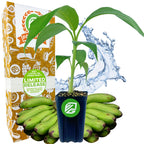Matoke Banana (East African Highland Matooke) - Musa
