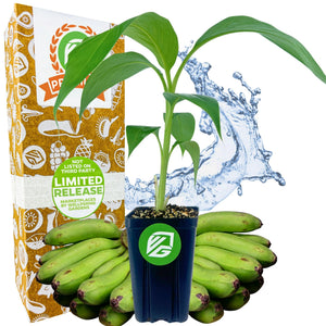 Matoke Banana (East African Highland Matooke) - Musa