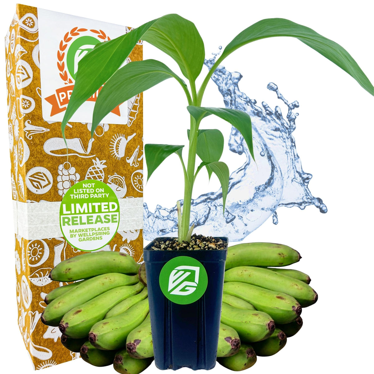 Matoke Banana (East African Highland Matooke) - Musa