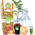 Cattley Guava (Strawberry Guava) - Psidium littorale cattleianum
