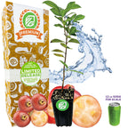 Cattley Guava (Strawberry Guava) - Psidium littorale cattleianum