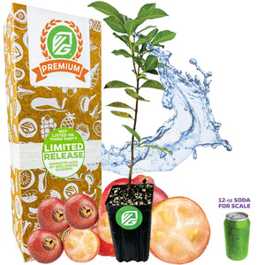 Cattley Guava (Strawberry Guava) - Psidium littorale cattleianum