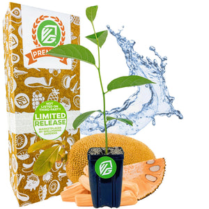 Jackfruit Sunshine Crunch (Ratu Red) - Artocarpus heterophyllus