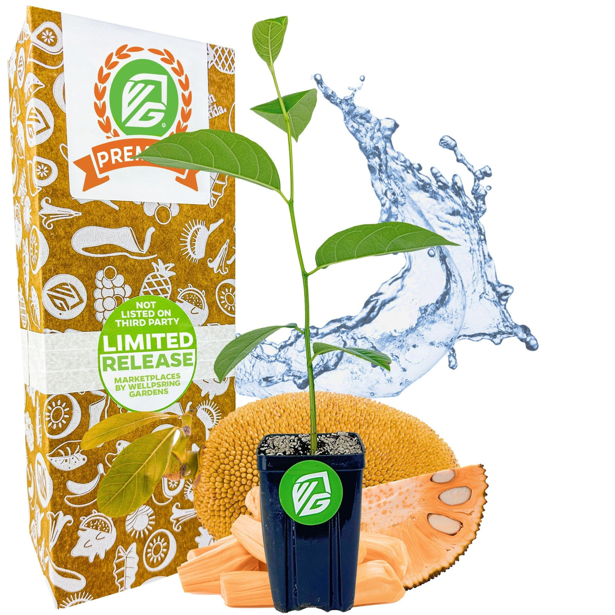 Jackfruit Sunshine Crunch (Ratu Red) - Artocarpus heterophyllus