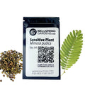 Sensitive Plant Seeds (Mimosa pudica) - Pack of 200
