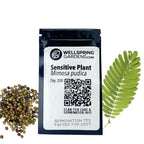 Sensitive Plant Seeds (Mimosa pudica) - Pack of 200