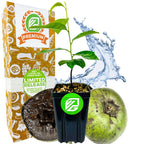Black Sapote (Chocolate Pudding Fruit)- Diospyros nigra