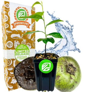 Black Sapote (Chocolate Pudding Fruit)- Diospyros nigra