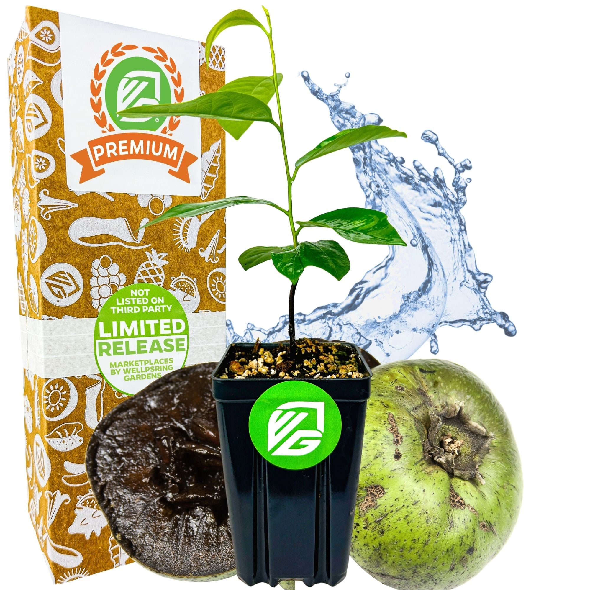 Black Sapote (Chocolate Pudding Fruit)- Diospyros nigra