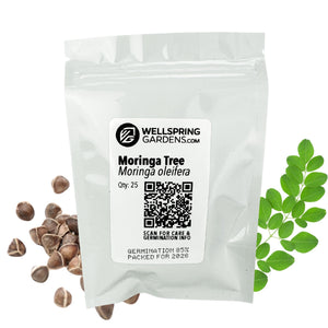 Moringa Tree Seeds (Moringa oleifera) - Pack of 25