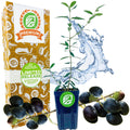 Mission Olive Tree (California Mission) - Olea Europaea