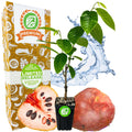 Painter's Cherilata (Grafted) - Annona cherimoya x reticulata