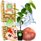 Painter's Cherilata (Grafted) - Annona cherimoya x reticulata