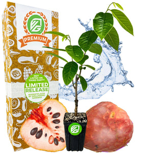 Painter's Cherilata (Grafted) - Annona cherimoya x reticulata