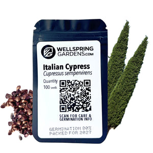 Italian Cypress Tree Seeds (Cupressus sempervirens) - Pack of 100