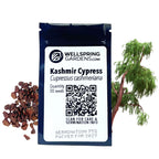 Kashmir Cypress Tree Seeds (Cupressus cashmeriana) - Pack of 50