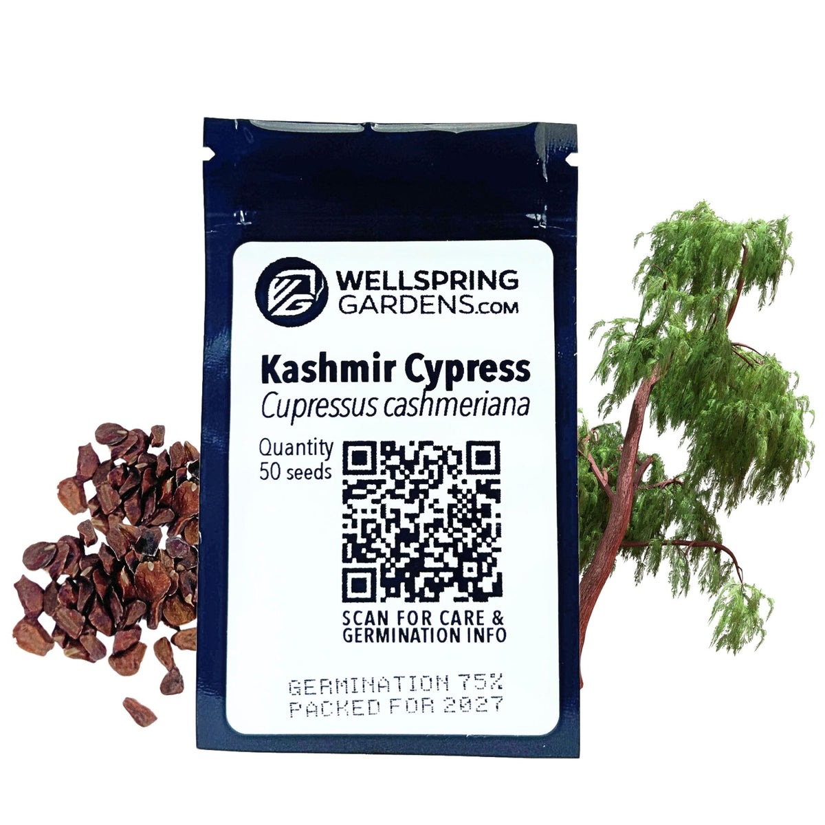 Kashmir Cypress Tree Seeds (Cupressus cashmeriana) - Pack of 50