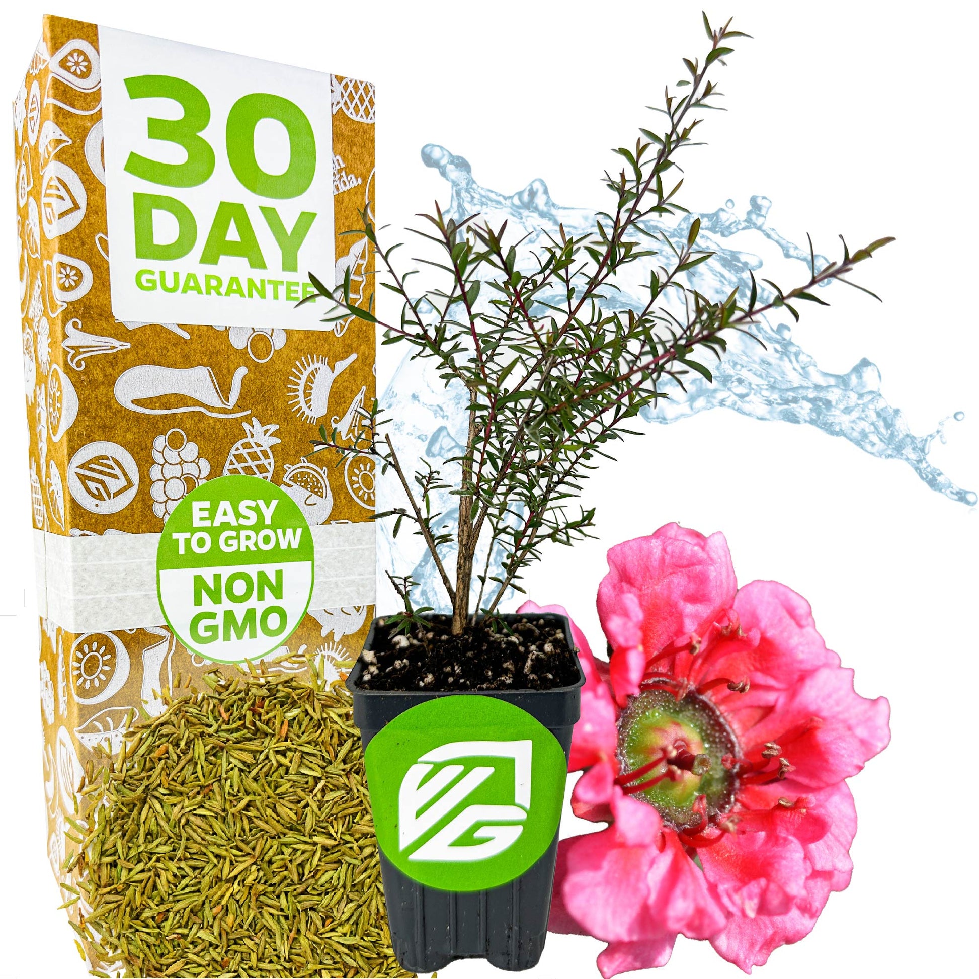 New Zealand Tea Tree Manuka Plant - Leptospermum scoparium