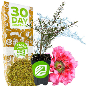 New Zealand Tea Tree Manuka Plant - Leptospermum scoparium