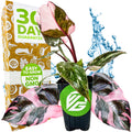 A Marble Galaxy Philodendron (improved Pink Princess) from Wellspring Gardens sits before a box labeled 30 Day Guarantee, Easy to Grow, and Non GMO. Water splashes behind it, and a VG logo appears on the pot.