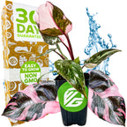 A Marble Galaxy Philodendron (improved Pink Princess) from Wellspring Gardens sits before a box labeled 30 Day Guarantee, Easy to Grow, and Non GMO. Water splashes behind it, and a VG logo appears on the pot.