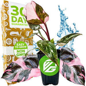Marble Galaxy Philodendron - Philodendron
