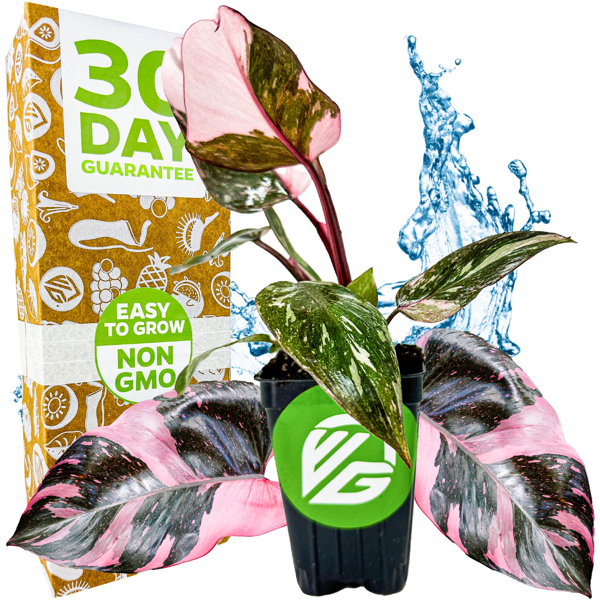 A Marble Galaxy Philodendron (improved Pink Princess) from Wellspring Gardens sits before a box labeled 30 Day Guarantee, Easy to Grow, and Non GMO. Water splashes behind it, and a VG logo appears on the pot.