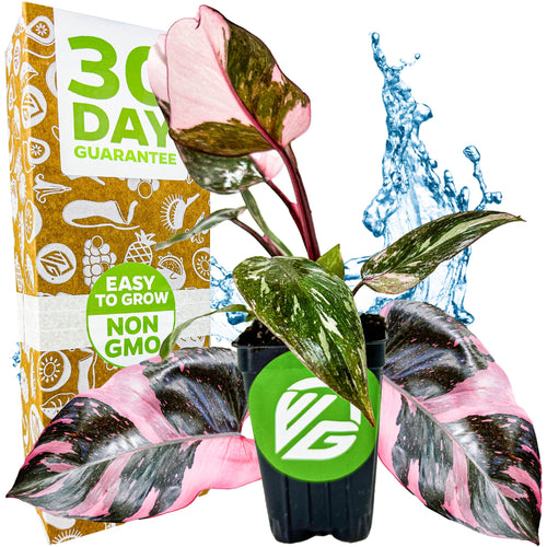 the lucky bamboo Lucky Bamboo – Country Elegance Florist
