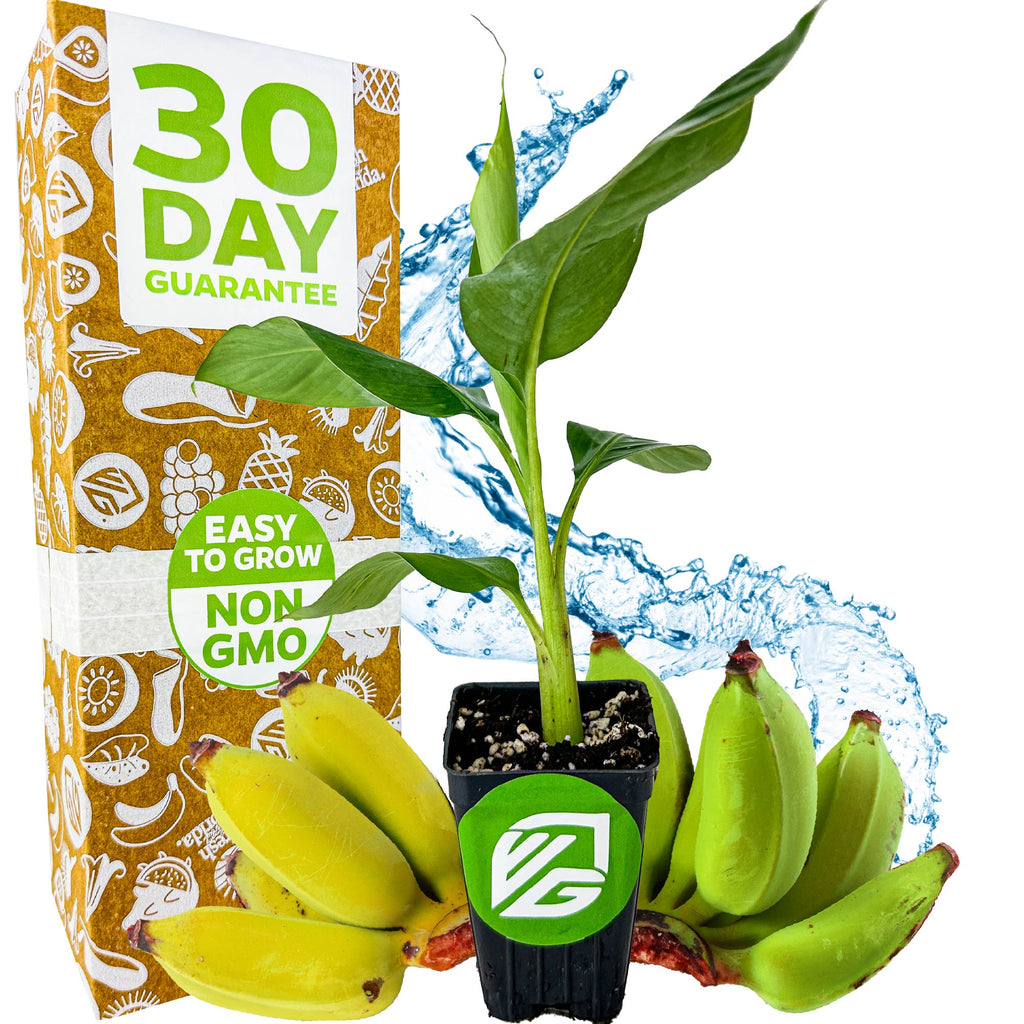 Mona Lisa Banana - Musa acuminata