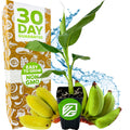 A small potted Mona Lisa Banana (Musa acuminata) from Wellspring Gardens sits in front of a box labeled “30 Day Guarantee, Easy to Grow, Non-GMO,” with small bananas and a splash of water in the background.
