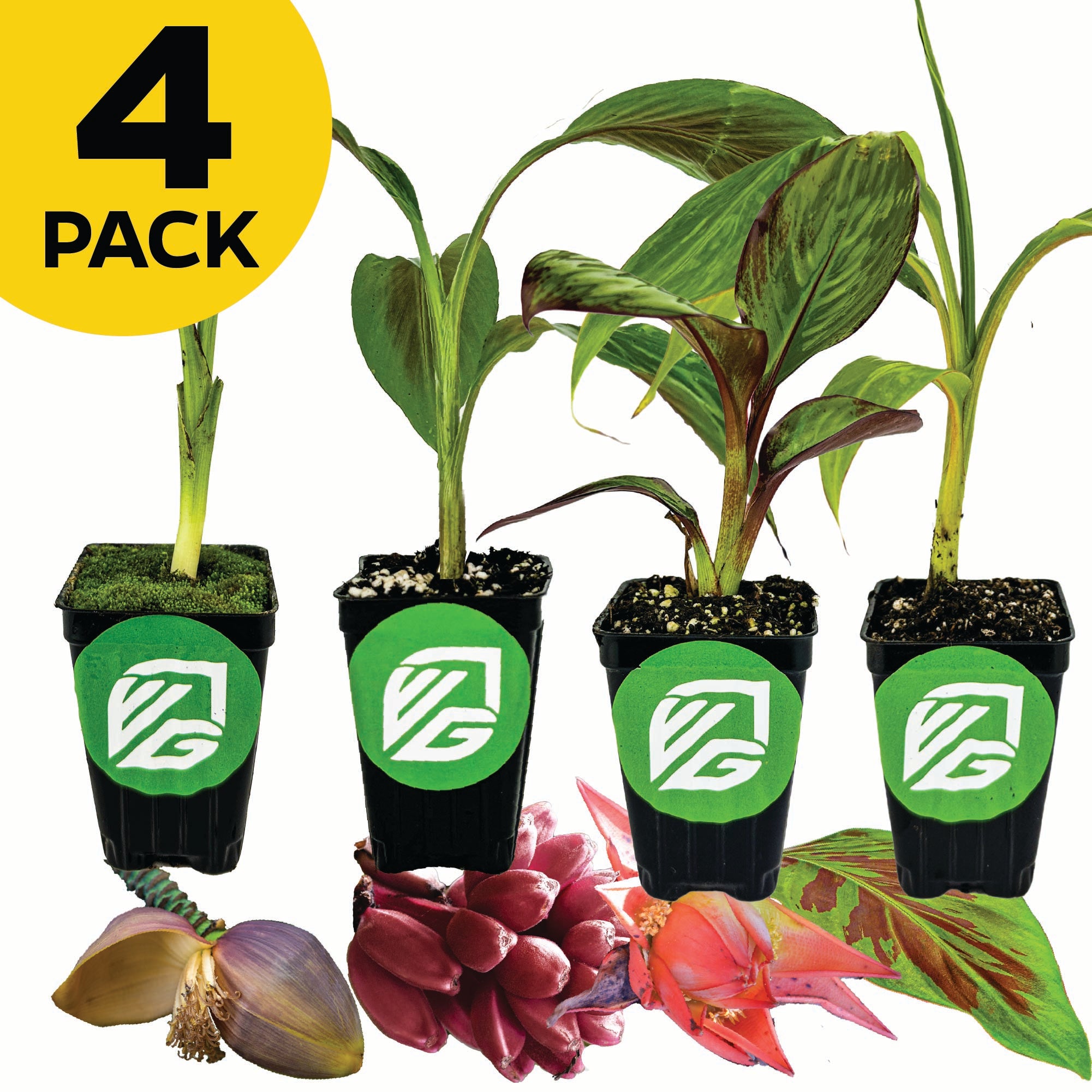 Four Ornamental Banana seedlings (Basjoo, Bordelon, Red Abyssinian, Zebrina Rojo) by Wellspring Gardens in black pots with green logo, side by side. Below each is a banana flower or cluster. Yellow 4 PACK circle at top left.