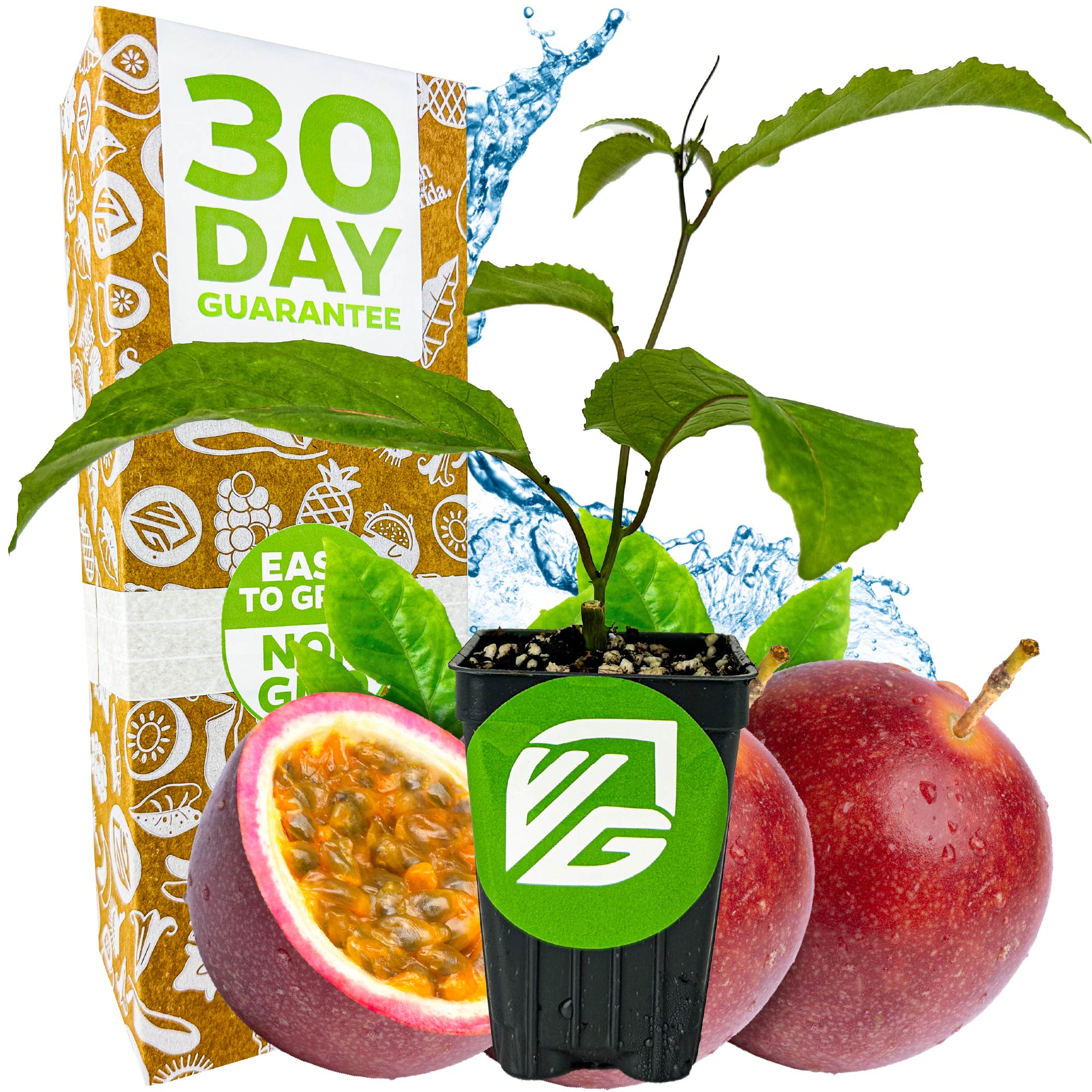 A Wellspring Gardens Panama Red Passion Fruit (Passiflora edulis) potted plant sits in front of fresh passion fruits, one halved to show seeds. Behind them is a box featuring a 30-day guarantee, fruit graphics, and blue water splashes.