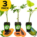 Three young papaya plants—Babaco, Tainung, and T.R. Hovey—from Wellspring Gardens in small pots with green logos, each set on a papaya fruit slice; yellow "3 PACK" label appears in the top left corner.
