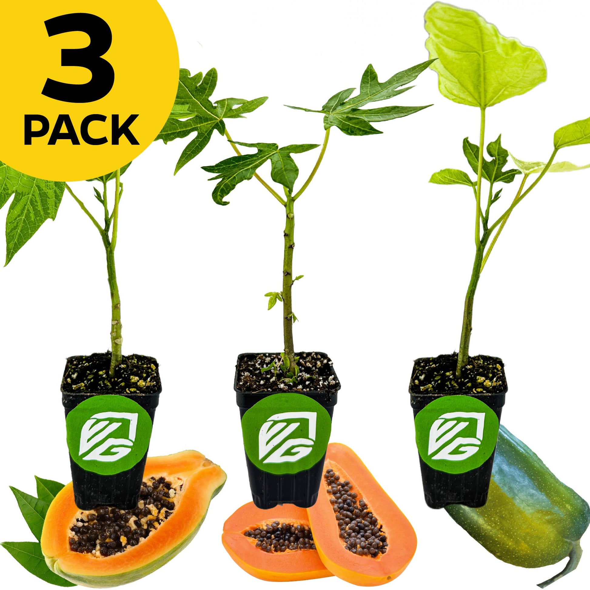 Bundle (3) of Papayas: Babaco + Tainung + T.R. Hovey