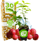 A Pink Lemonade Blueberry (Rabbiteye)- Vaccinium plant by Wellspring Gardens in a black pot is shown with whole blueberries, water splashes, and a 30 Day Guarantee, Easy to Grow, Non GMO box—perfect for fans of self-pollinating varieties.