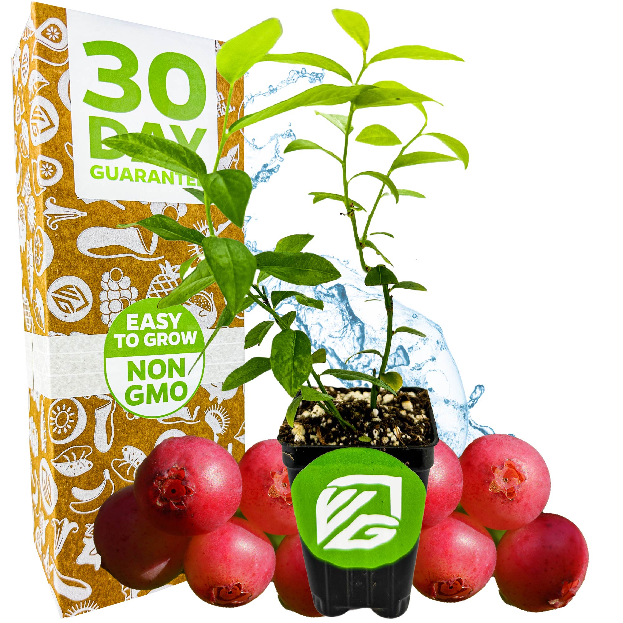 A Pink Lemonade Blueberry (Rabbiteye)- Vaccinium plant by Wellspring Gardens in a black pot is shown with whole blueberries, water splashes, and a 30 Day Guarantee, Easy to Grow, Non GMO box—perfect for fans of self-pollinating varieties.